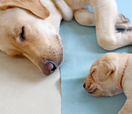 webサイト人気コーナー『イヴルルド遥華先生の【満月のお告げ】』